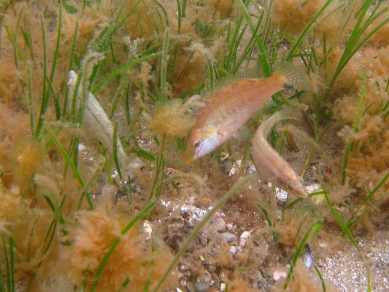 Symphodus cinereus (Bonnaterre, 1788)